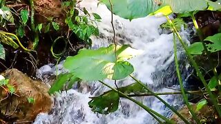 Enjoying the beauty of a small stream in the forest 🌿, this is fun right??