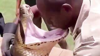 Professional Snake Handlers Managing Massive Python