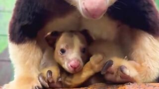 Meet the Goodfellow’s Tree-Kangaroo