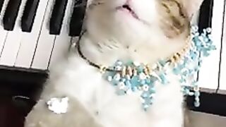 Vidio CAT