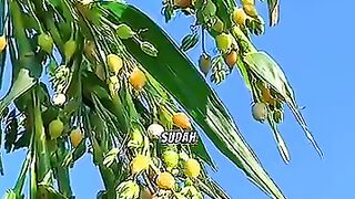 siapa yang sudah pernah makan biji jali jali?