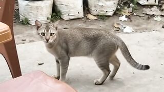 The Cat Climbed Up for Food… Then a Kind Human Fed Him!