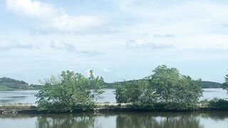 Rice fields/wetlands
