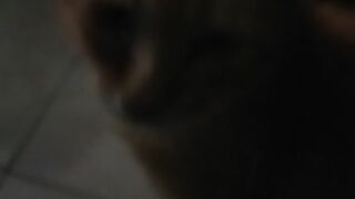 kucing apa ini 2