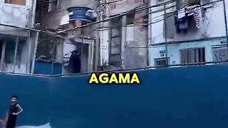 Beginilah hari-hari di Brasil 🇧🇷🔥