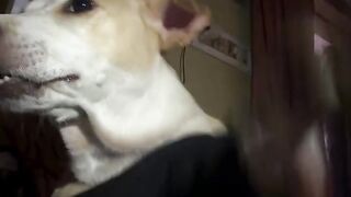 Doges bhai ❌️❌️Don bhai ✅️✅️🤣🤣