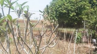 Plantations in long dry seasons