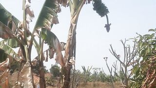 The kepok banana tree is bearing fruit in the summer.