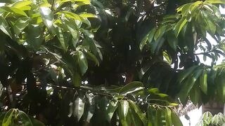 The soursop tree has very thick leaves