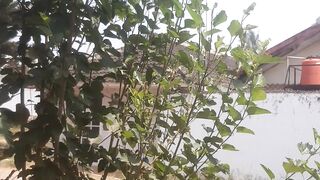 A type of mulberry tree that grows on the side of the road