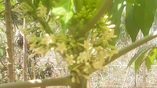 The papaya tree will never bear fruit