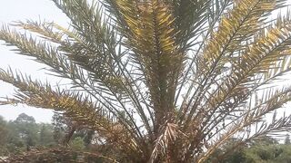 Date palm trees that can grow in tropical climates
