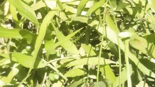 Wijaya Kusuma plants growing on the riverbank