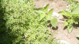 Mini sea urchin or sea urchin plant