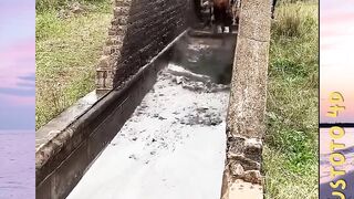 Mandi ala Sapi versi PLUSTOTO4D