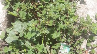 Scientific name of bracelet plant portulaca oleracea