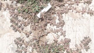 Scientific name of the plant euphorbia prostrata