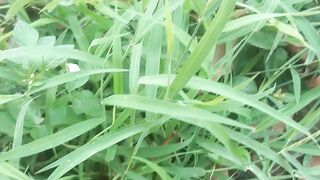 Jampang grass or bitter grass is its scientific name Oxonopus compressed