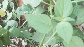 Spinach plants or green thorn amarantis spinosus