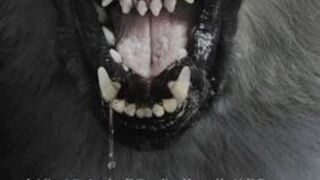 The Pack 2015 720p BluRay