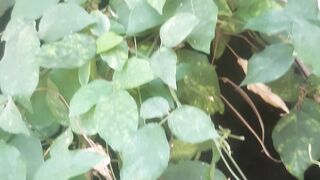 The scientific name of the hanging root plant Tetrastrigma Lanceolarium