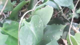 The scientific name of the binahong plant is Anredera cordifolia