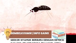 nyamuk bumil