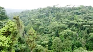 সুন্দর ভয়ংকর সুন্দরবন |