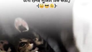 ভিডিও 31