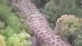 Hewan raksasa yang masih hidup!!