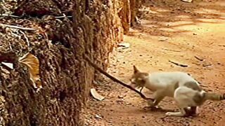 Brave Cat Pokes a Long Snake Hiding in a Dirt Wall