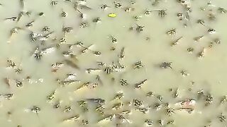 🐟 Thousands of Fish Rush for Food! 😱 Amazing Feeding Moment