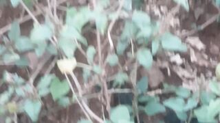 Wild spinach, kotok spinach. Scientific name Amaranthus viridis