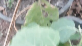 The scientific name of the green eggplant plant Solanum aubergine
