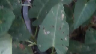 Kangkung air nama ilmiahnya ipomoea aquatika
