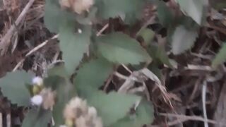 The scientific name of the ageratum conizoides