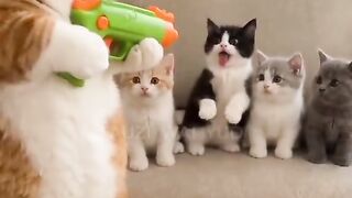 Kitten funny fire play