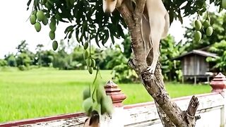 My dog😅😅🙄🤔