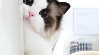 Funny Cat Part 2 2