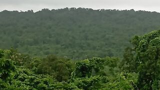 Beautiful birds 27