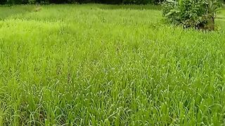 Green nature 3