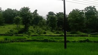 Green grass 4