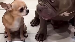 Smartest_chihuahua!!🐕🐶