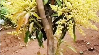 Pupuk perangsang Tamanan