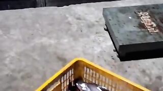 Hasil panen ikan patin