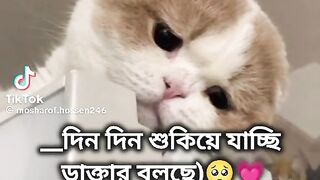 ভিডিও 91