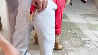 Fashionable Pup on the Move!