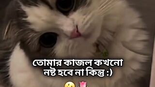 ভিডিও 117