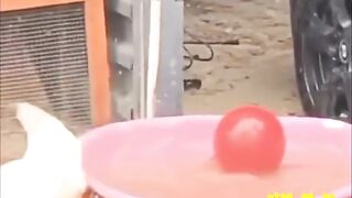 Смешные животные 27