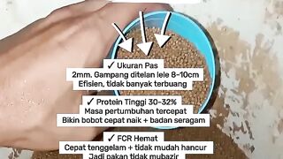 Adjust the size of the catfish pellets to the size of the catfish's mouth.